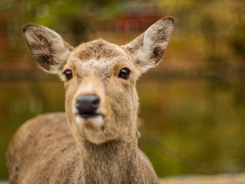 Deer face close up Stock Photos