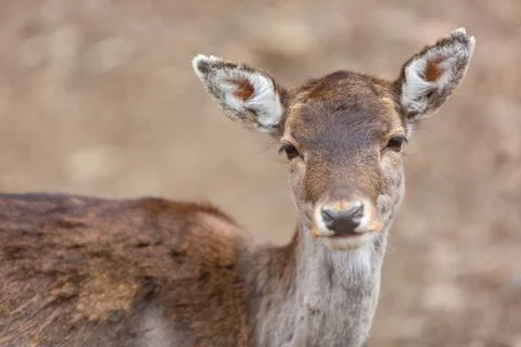 Deer Face Close Up Stock Photos