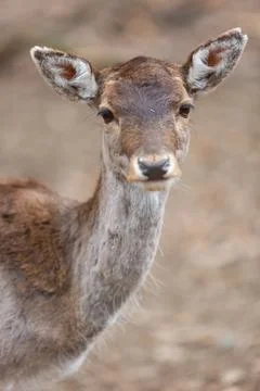 Deer Face Close Up Stock-Fotos