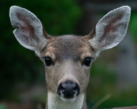 Deer Face Stock Photos