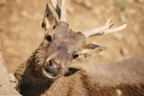 Deer face Stock Photos