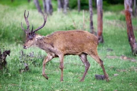 Deer with a falling horn Stock Photos