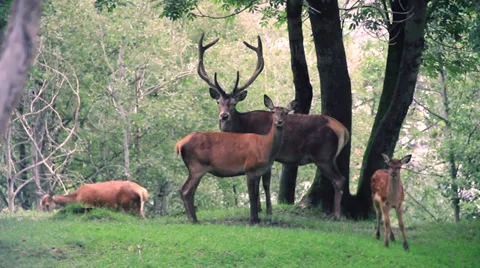 Deer family Stock Footage 27452535