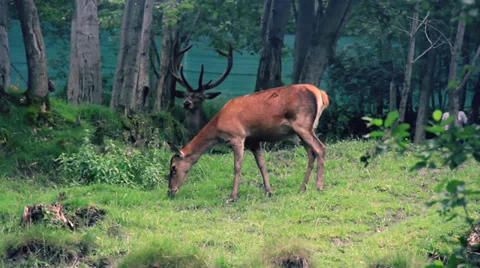 Deer family Stock Footage 27453816