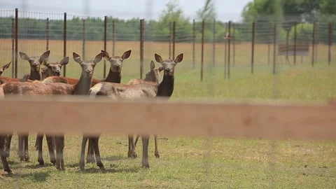 DEER FARM 2 Stock Footage 158126203
