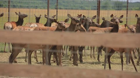 DEER FARM 4 Stock Footage 158126257