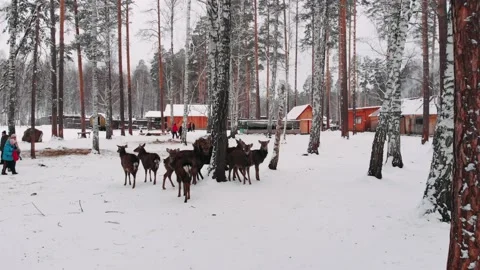 Deer farm from above. Stock Footage 148866282