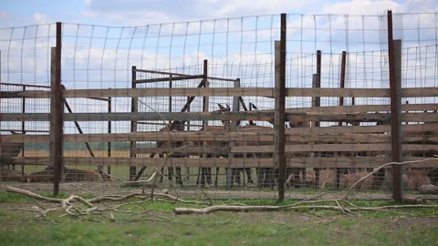 DEER FARM IN BELARUS 2 Stock Footage 158126274
