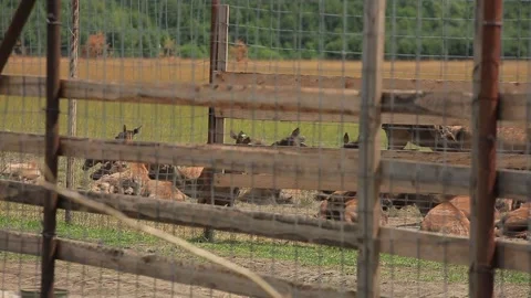 DEER FARM IN BELARUS 3 Stock Footage 158126308