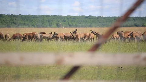 DEER FARM IN BELARUS 4 Stock Footage 158126339
