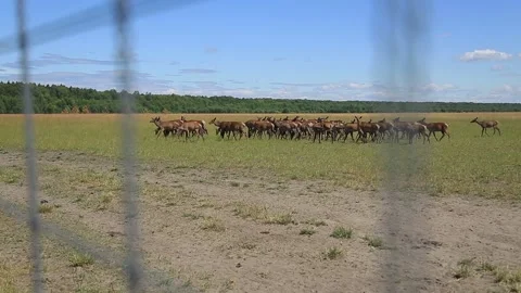 DEER FARM IN BELARUS 5 Stock Footage 158126378