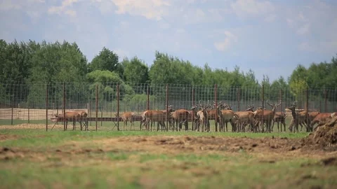 DEER FARM IN BELARUS Stock Footage 158126356