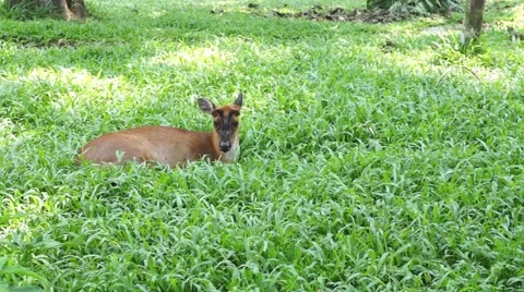 Deer in the farm Stock Footage 66423511