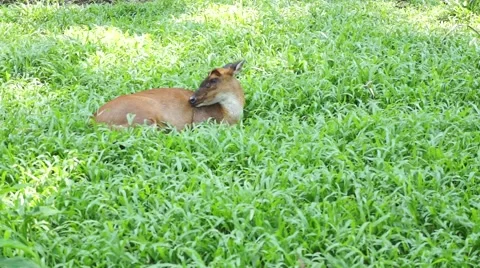 Deer in the farm Stock Footage 66423685