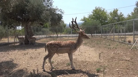 Deer in the farm Stockbeeldmateriaal 127139251