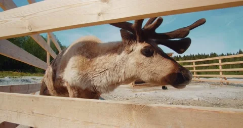 Deer On The Farm Stock Footage 155625163