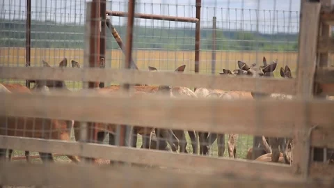 DEER FARM Stock Footage 158126375