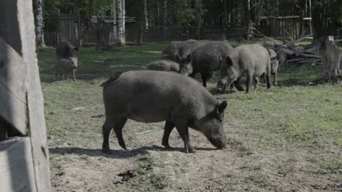 Deer farm Stock Footage 162933352