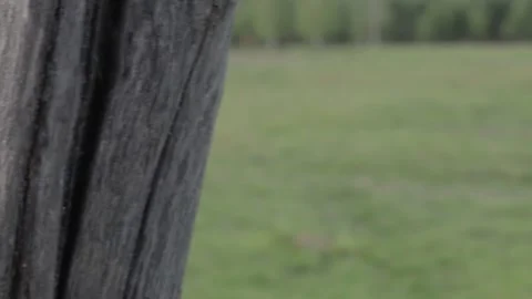 Deer farm Stock Footage 162933364