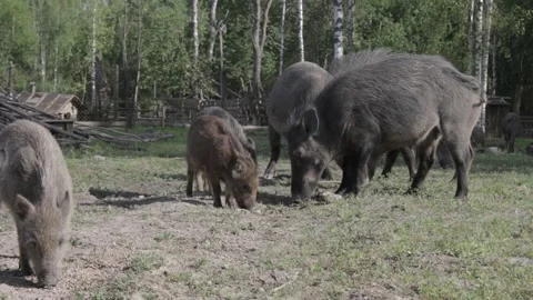Deer farm Stock Footage 162933372