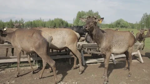 Deer farm Stock Footage 162933383