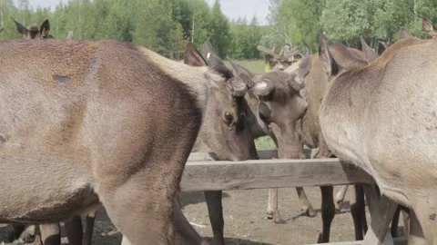 Deer farm Stock Footage 162933385