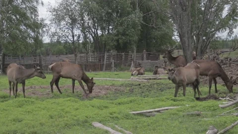 Deer farm Stock Footage 162933396