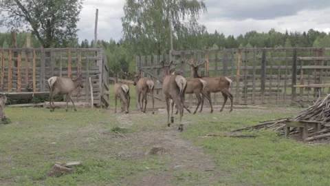 Deer farm Stock Footage 162933416