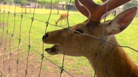 Deer on a farm in summer. Selective focus. Stock Footage 317248669