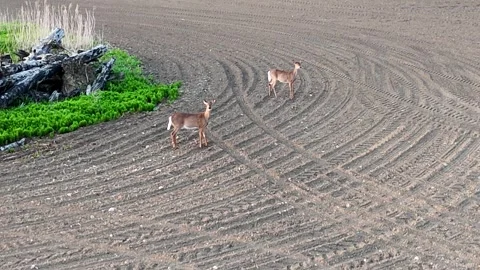 Deer in Farmers field Stock Footage 291133603
