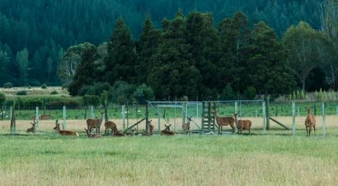 Deer Farming Stock Photos