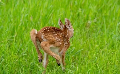 Deer Fawn Canada Stock Photos