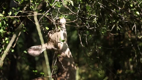 Deer Fawn Eats Leaves off a Tree -Shallow Depth of Field Stock Footage 246013699