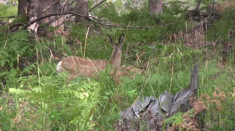 Deer Fawn Video stock 339128