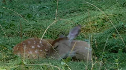 Deer Fawn Video stock 8988749
