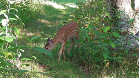 Deer (Fawn) Video stock 30348659