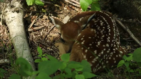 Deer Fawn Stock Footage 132936467