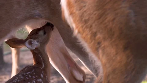 Deer fawn. Vídeos de archivo 135364288