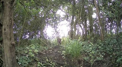 Deer  with fawn Stock Footage 336570054