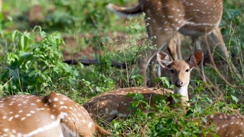 Deer fawn looking directly into the camera in Bandipur national park Stock Footage 295181069