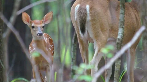 Deer Fawn Nursing Stock Footage