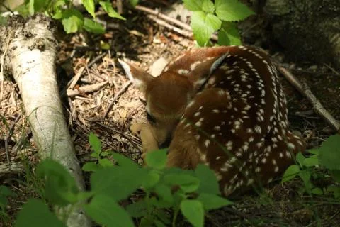 Deer fawn Stock Photos