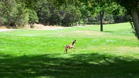 Deer fawn running through the grass in slow motion Stock Footage 344607921