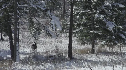 A deer fawn runs into the snowy forest Stock Footage 47382144