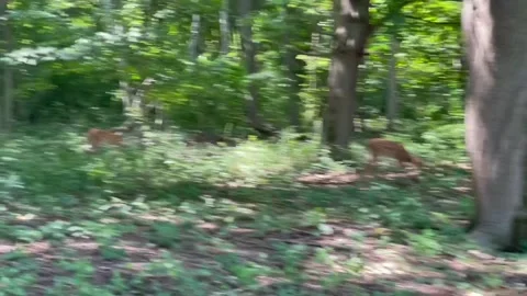 Deer fawn woods Stock Footage 248118970