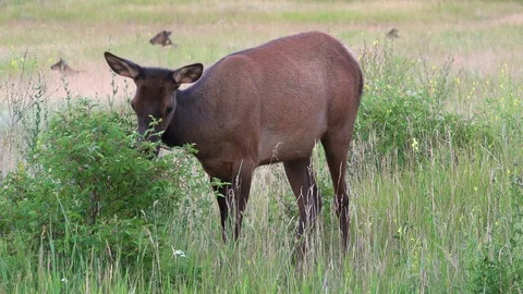 Deer Feed in Meadow Stock Footage 114665658