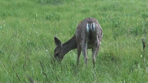 Deer feeding 1 Stock-Footage 476895