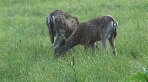 Deer feeding 2 Vídeo Stock 476875