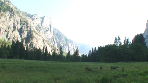 Deer feeding 3 Video stock 476871