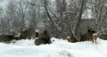 Deer feeding in deep snow HD HD Footage